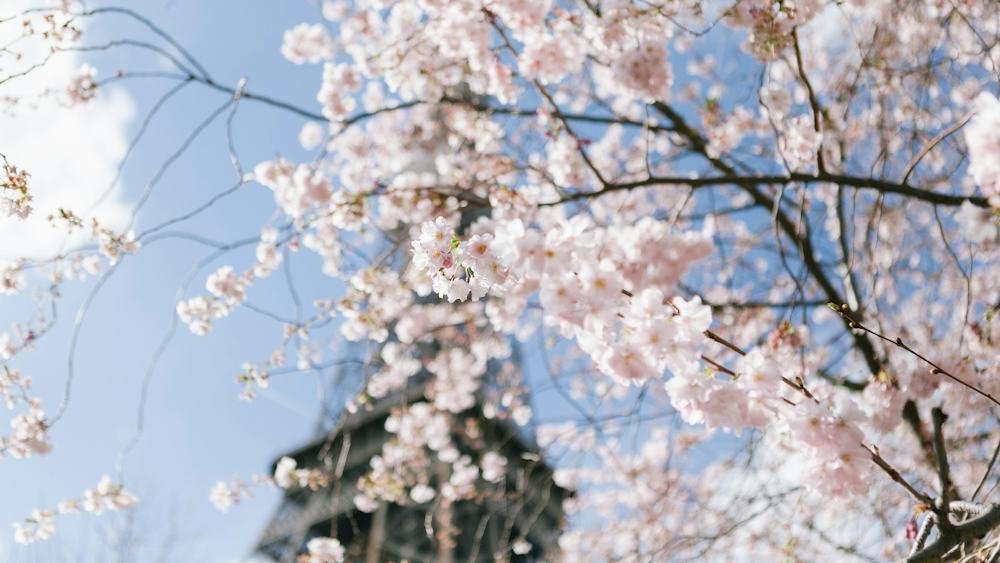 Eiffel Tower framed by spring cherry blossoms in Paris, a top European destination in May
