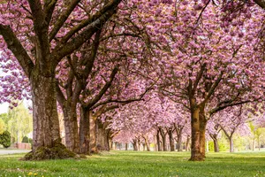 Cherry blossom trees in full bloom in a park during spring